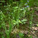 polygala_amara