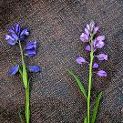 Polygala vulgaris und P. comosa