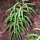 polygonatum_verticillatum