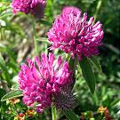 trifolium_alpestre_kopf