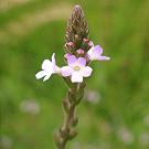 verbena_officinalis