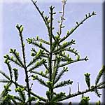 Abies alba, Baumspitze