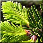 Abies alba, Zweig