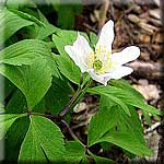 Anemone nemorosa