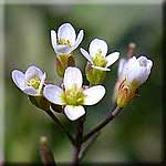 Arabidopsis thaliana, Bl&uuml;te