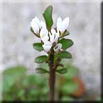 Cardamine hirsuta