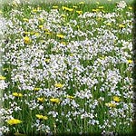 Cardamine pratensis, Aspekt