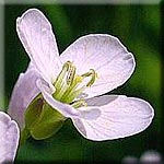 Cardamine pratensis, Bl&uuml;te
