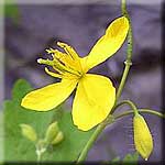Chelidonium majus