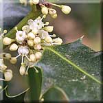 Ilex aquifolium, M&auml;nnchen