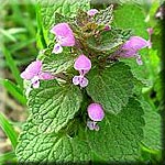 Lamium purpureum