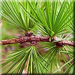 Larix decidua, Benadelung