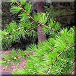 Larix decidua