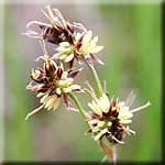 Luzula campestris, Bl&uuml;te