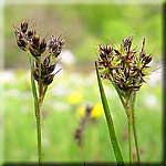 Luzula campestris