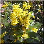 Mahonia aquifolium
