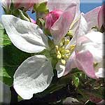Malus domestica, Bl&uuml;te