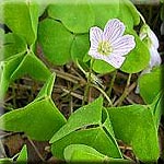 Oxalis acetosella