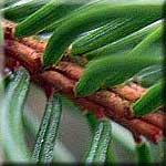 Picea abies, Nadeln