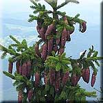 Picea abies, Baumspitze