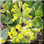 Primula veris