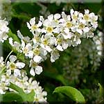 Prunus padus