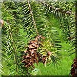 Pseudotsuga menziesii