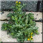 Senecio vulgaris