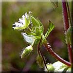 Stellaria media