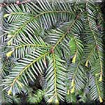 Taxus baccata