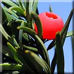 Taxus baccata