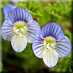 Veronica persica