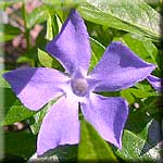 Vinca minor
