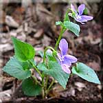 Viola riviniana