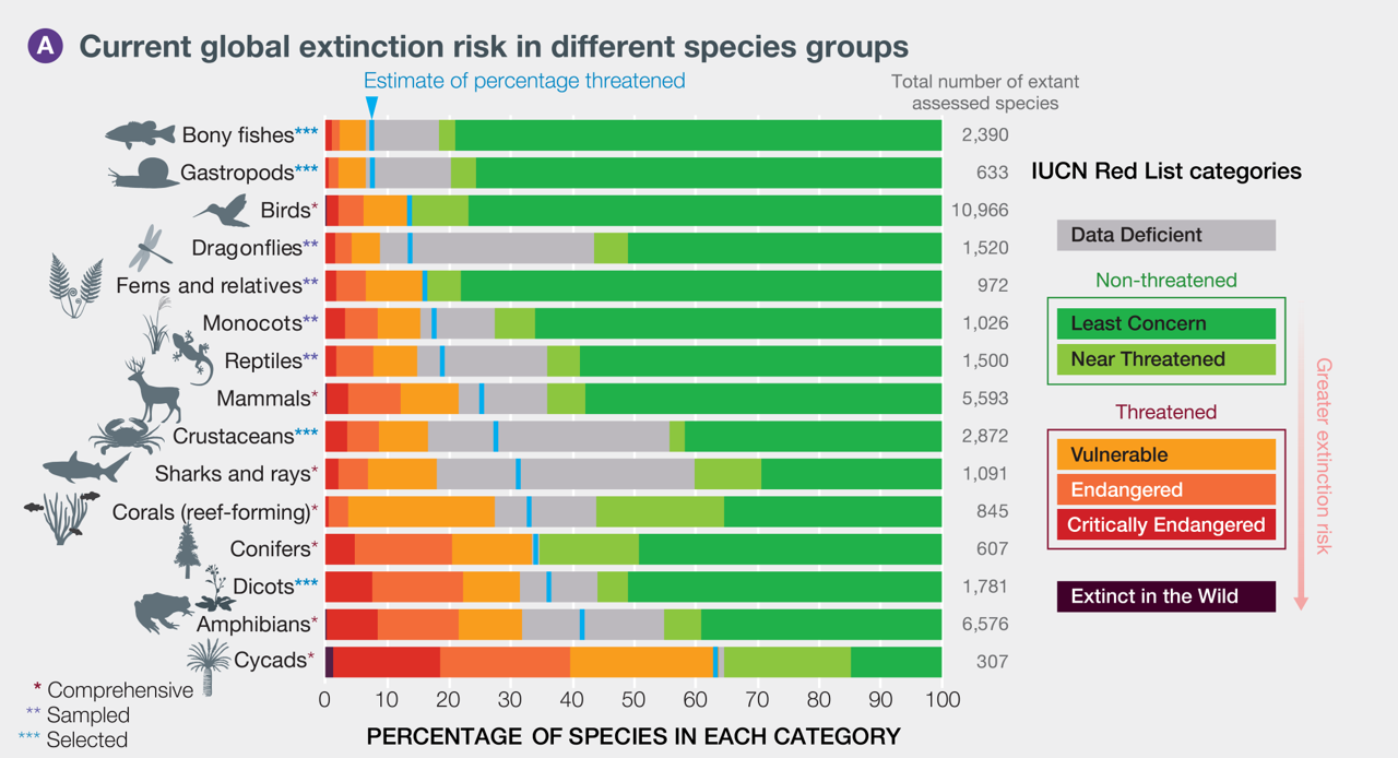 The pictures shows the current global extinction risk in different species groups. On the horizontal axis there is the percentage of species in each category ranging from 0 to 100, going left to right. On the vertical axis, on the left side there are the different categories and on the right side it shows the total number of extant assessed species. Going down up, there are listed: Cycads with 307 assessed species, Amphibians with 6,576, Dicots with 1,781, Conifers with 607, Corals (reef-forming) with 845, Sharks and Rays with 1,091, Crustaceans with 2,872, Mammals with 5,593, Reptiles with 1,500, Monocots with 1,026, Ferns and relatives with 972, Dragonflies with 1,520, Birds with 10,966, Gastropods with 633 and Bony fishes with 2,390.