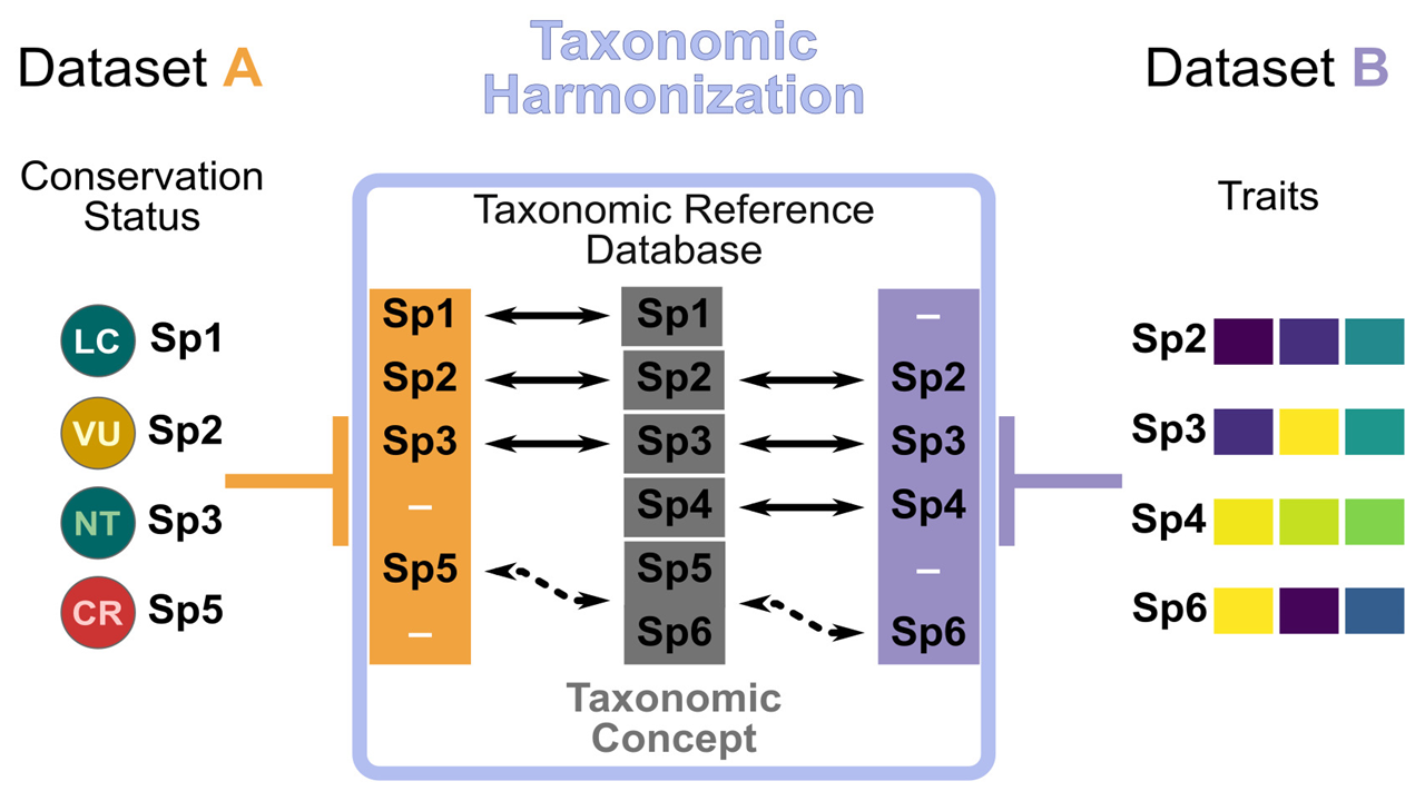 This image is a diagram explaining the concept of "Taxonomic Harmonization" between two datasets, A and B.
On the left side, labeled "Dataset A," there are circles with different colors and labels representing the conservation status of species: green with 'LC' for Sp1, yellow with 'VU' for Sp2, teal with 'NT' for Sp3, and red with 'CR' for Sp5.
In the center, there is a column with the title "Taxonomic Reference Database" with a list of species, Sp1 to Sp6. The species from Dataset A (Sp1, Sp2, Sp3, and Sp5) are matched with their counterparts in the database. Sp5 from Dataset A is dashed, indicating an uncertain match with Sp6 in the database.
On the right side, labeled "Dataset B," there are colored bars representing the traits of species Sp2, Sp3, Sp4, and Sp6, with each species having a unique combination of colors.
Arrows show the correspondence between the datasets and the taxonomic reference database, illustrating the process of harmonization where species are cross-referenced and aligned between different datasets based on a standard taxonomic concept.